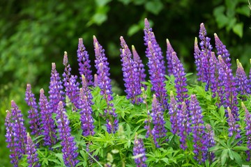 Obraz premium Lupinus flowers blooming on meadow