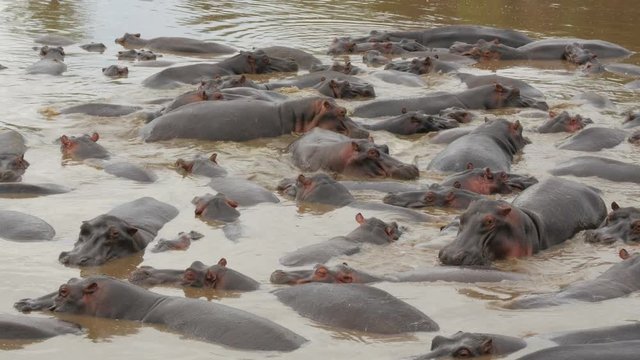 Group of hippopotamus lying in a riverbed patched together - Serengeti