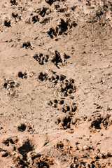 dog futprints