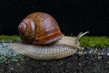 Weinbergschnecke im Detail