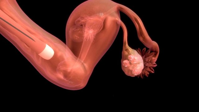 Follicle development