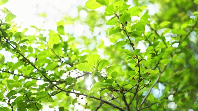 Green leaves border with copy space. RAW video record.