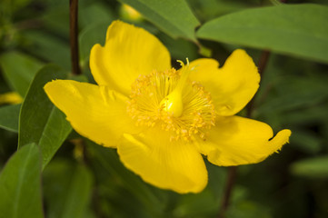 Macro Yellow flowers on green background