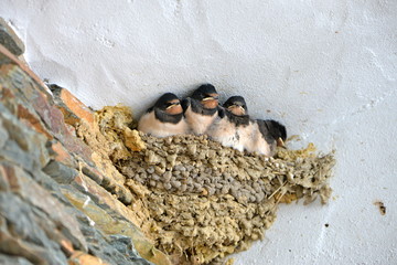 Hirondelles, bébés dans le nid © Pascale Gueret