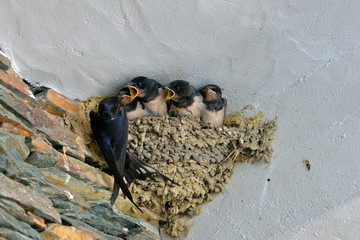 Hirondelles, bébés dans le nid © Pascale Gueret