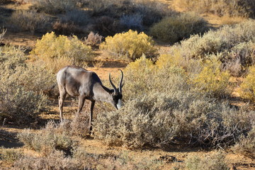 A Black Springbok in South Africa
