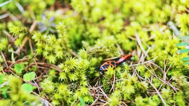 Firebugs - Pyrrhocoris Apterus on moss background. Macro. RAW video record.