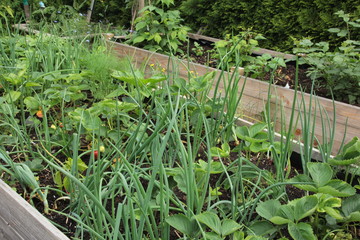 Erdbeeren im Hochbeet