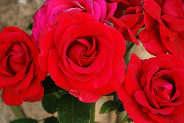 We can see a bouquet of various red roses with a beautiful color and shape, with its green leaves in the background. 