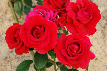 We can see a bouquet of various red roses with a beautiful color and shape, with its green leaves in the background. 
