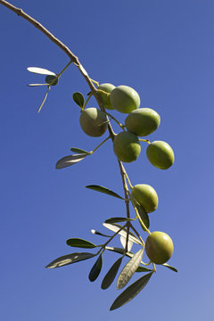 Olive twig with fruit and leaves on blue background