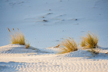 beautiful view of the coastal dunes
