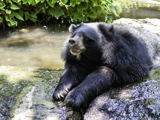 Fototapeta na wymiar Handsome bear
