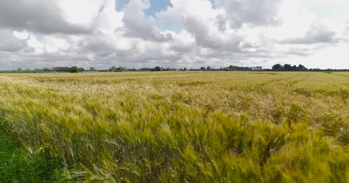 Sheaf of Wheat in the Countryside. Steady cam View
