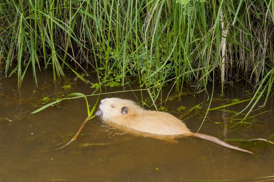 Helles Nutriajunges im Spreewald