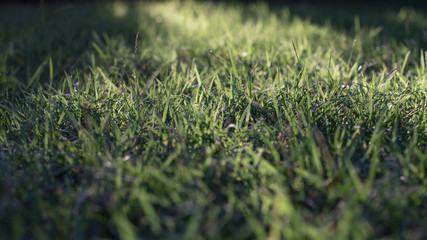Grass.