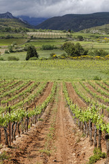 Fototapeta na wymiar Vignes des Corbières