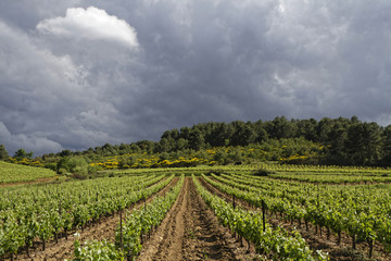 Fototapeta na wymiar Routes de vigne sous ciel d'orage