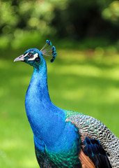 Obraz premium Close-up details of a funny black sheep- selective focus.