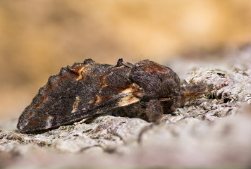 Iron prominent moth (Notodonta dromedarius) on bark. British nocturnal insect in the family Notodontidae, at rest
