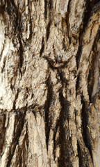 Tree bark detail for background.