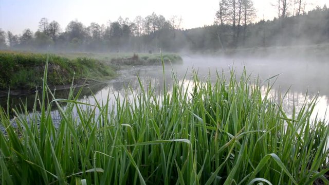 grass and mist over the river panorama