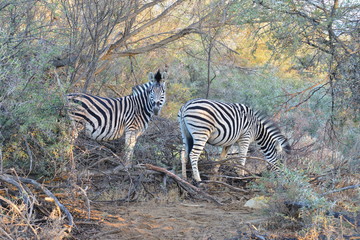 Fototapeta na wymiar Zebra in the bushes in South Africa