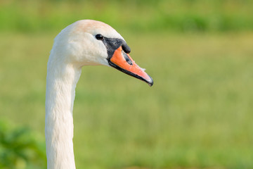 Höckerschwan (Cygnus olor) Portrait Porträt 