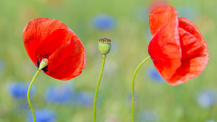 Obraz premium Mohnblumen und Kornblumen am Getreidefeld Kornfeld