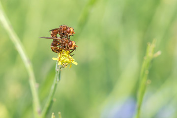 Gemeine Breitstirnblasenkopffliege (Sicus ferrugineus) Pärchen bei der Paarung