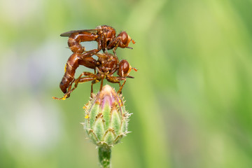Gemeine Breitstirnblasenkopffliege (Sicus ferrugineus) Pärchen bei der Paarung