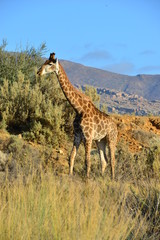 A Giraffe on the plains of South Africa at sunrise
