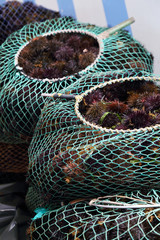 Raccolta e vendita di ricci di mare # 3