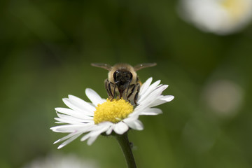 semplice ape sul fiore ricco di nettare