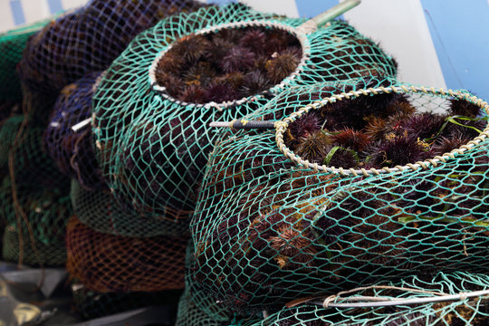 Raccolta e vendita di ricci di mare # 4