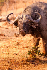 Obraz premium Wild African Cape Buffalo in South Luangwa National Park