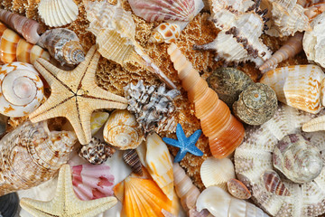 Sea shell background