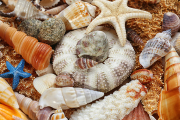 Sea shell background