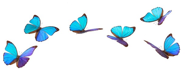 Blauwe vliegende vlinders.