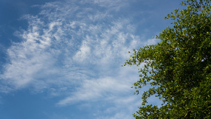 Fototapeta premium Sky and Cloud.