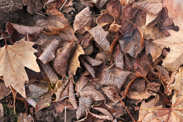 Pile of different dry leaves underfoot