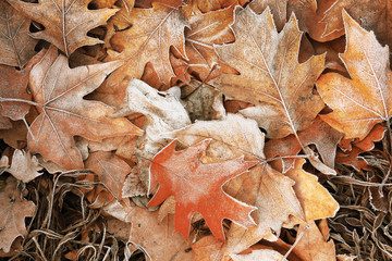 Pile of different dry leaves underfoot
