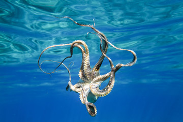 Octopus underwater