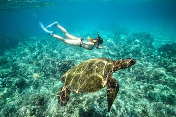 Fototapeta premium Sexy girl swims near a giant turtle. View under water