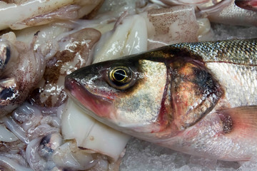 European Seabass (Dicentrarchus labrax) for sale
