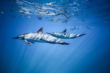 Fototapeta premium Dwa delfiny pływają w pobliżu powierzchni oceanu. Zdjęcie pod wodą