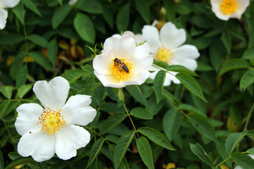 A bee pollinates a flower of wild rose, close-up
