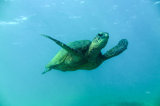 Turtle underwater