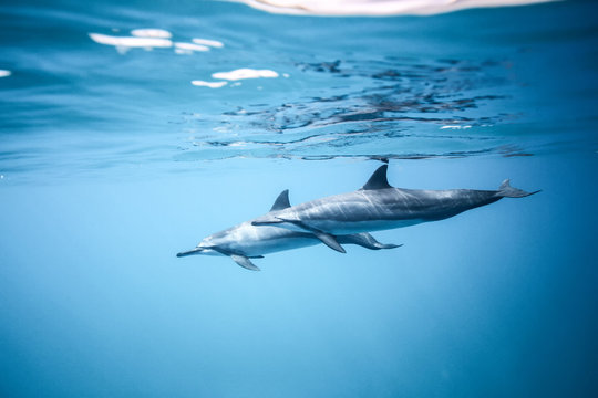 Two dolphins swim near the ocean surface. Photo underwater