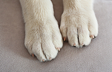 Dog paws on grey background, closeup